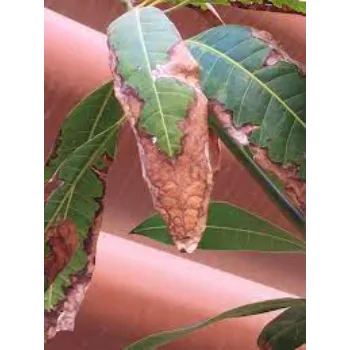 Good Dry Mango Leaves